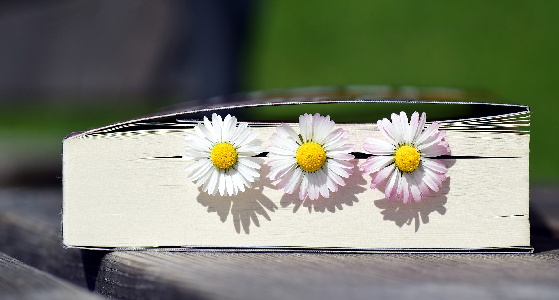 Banner image of daisies in a book